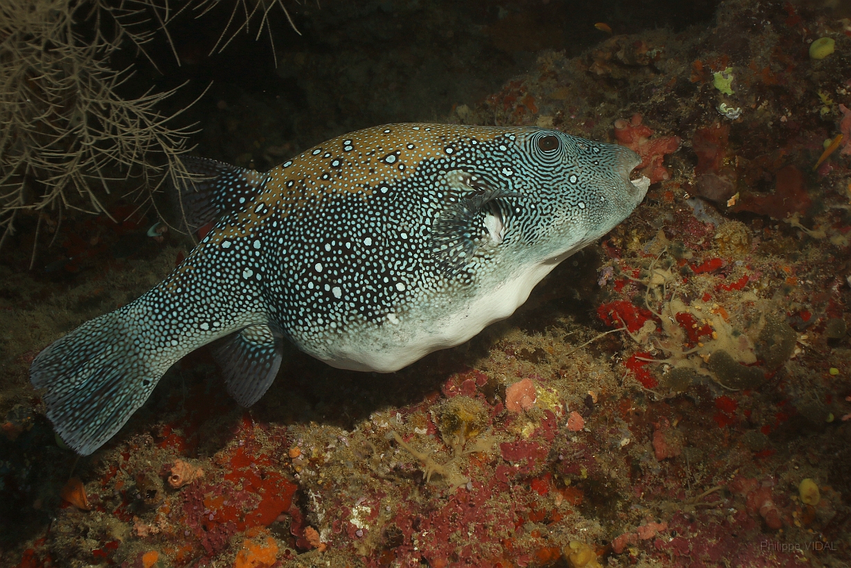 Sipadan_2015_Poisson coffre griffonne_Arothron mappa_IMG_3044_rc.jpg